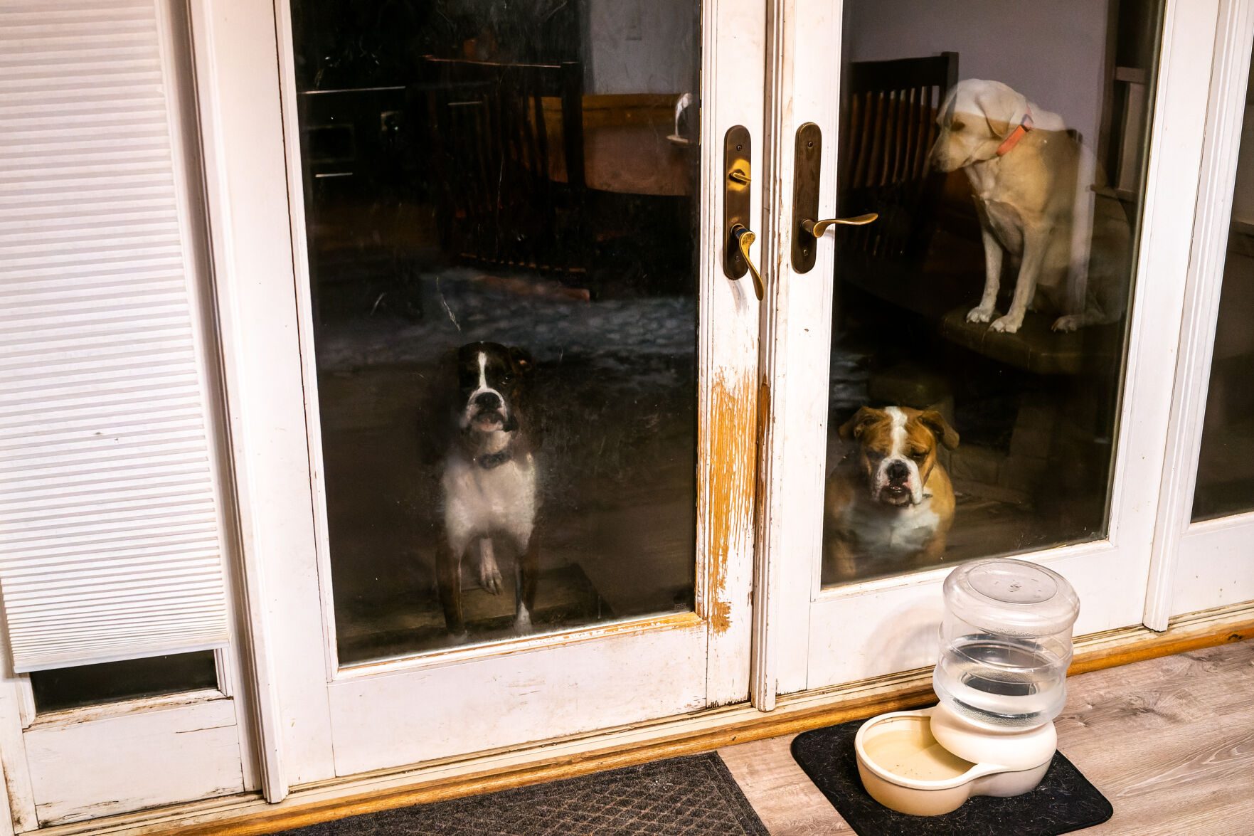 Millie, Maggie and Ruby wait outside